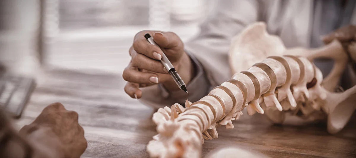 Doctor pointing with a pen at a human spine model while explaining anatomy or spinal health.