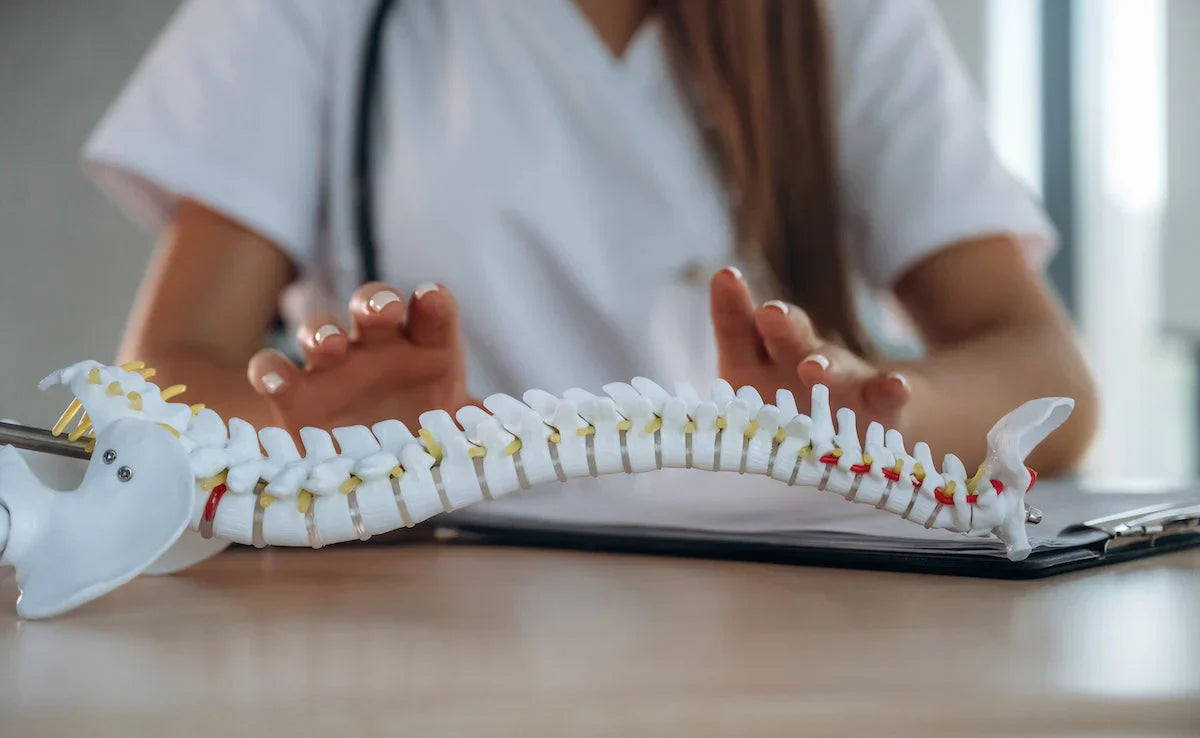 Doctor or healthcare professional showing a plastic model of the human spine on a desk.