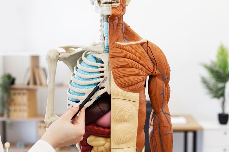 Collagen & Neuromuscular Health: What the Science Really Shows