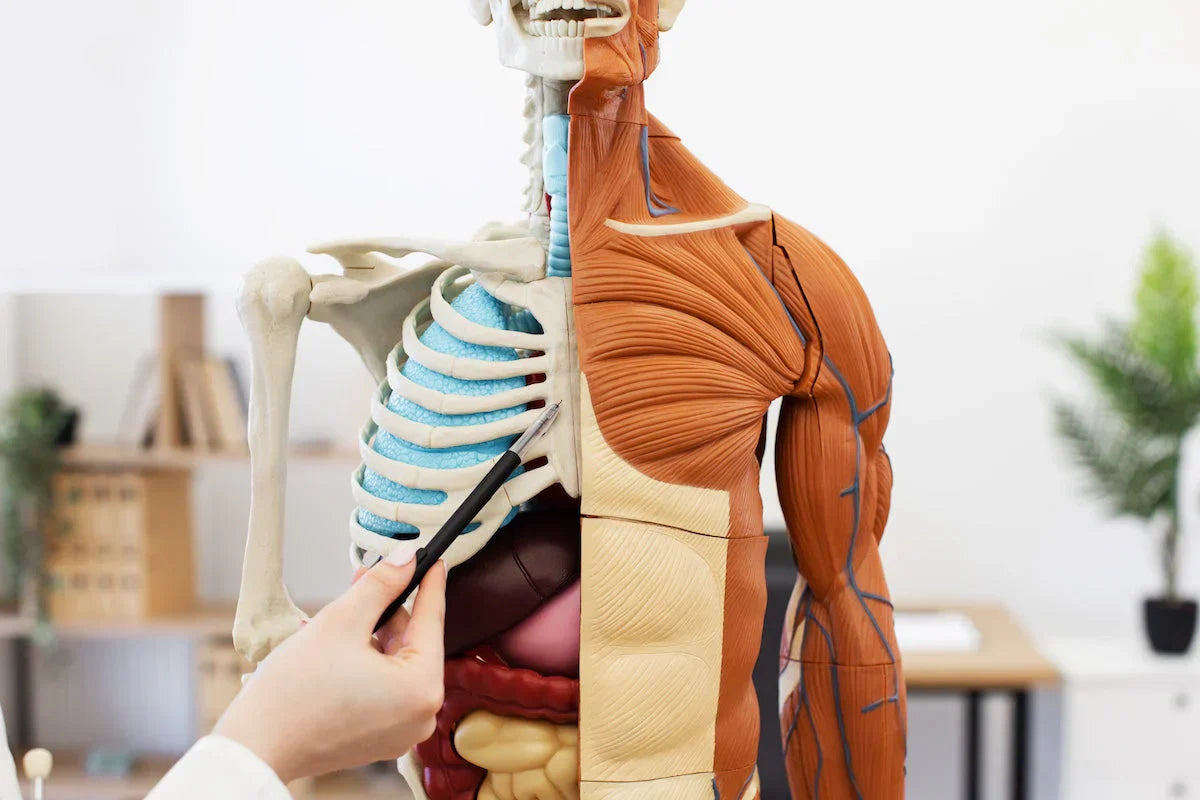 Medical professional pointing at a human anatomy model showing skeleton, ribs, muscles, and internal organs for educational purposes.