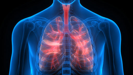 3D medical illustration of a human upper body highlighting the lungs and respiratory system in red, symbolizing lung health and respiratory function.