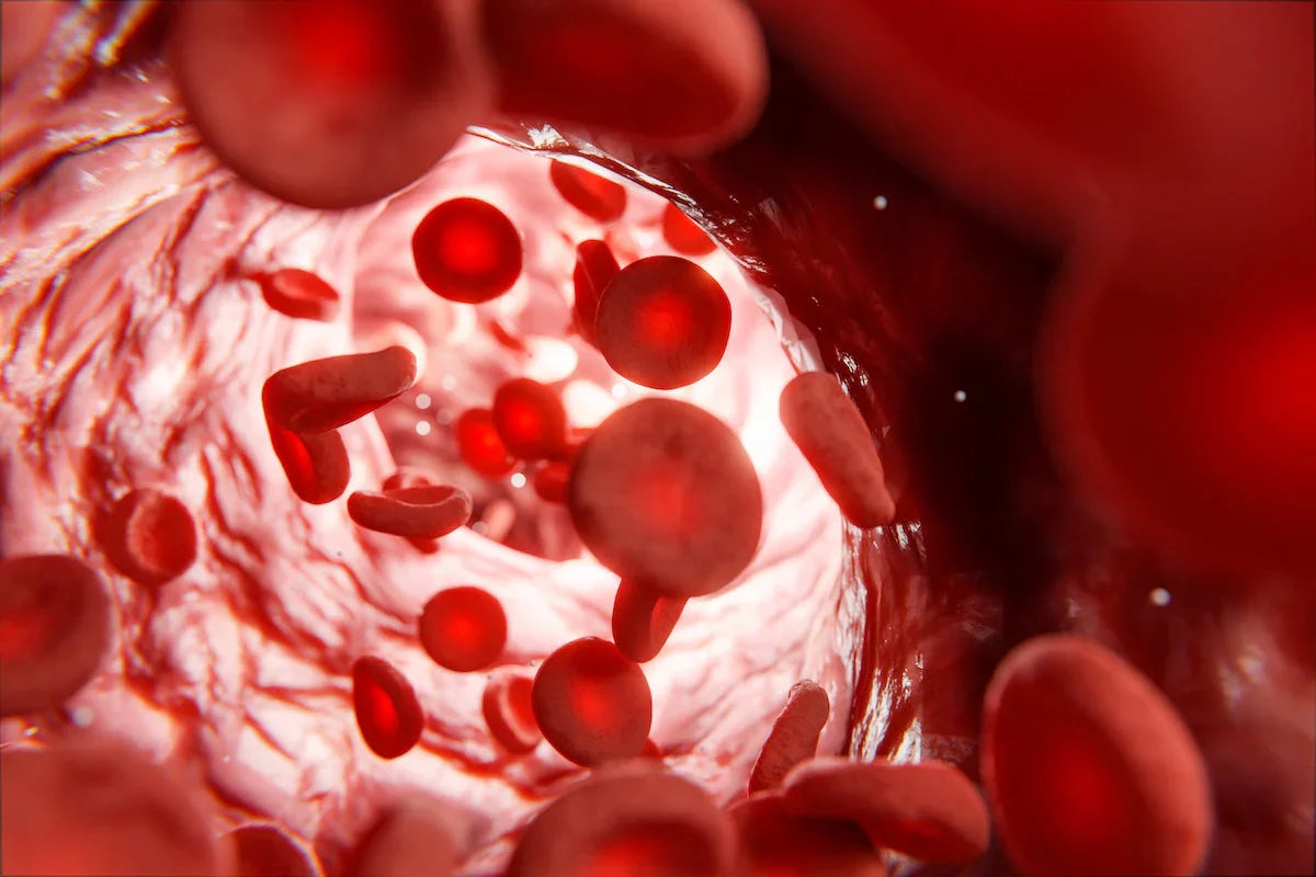 3D illustration of red blood cells flowing inside a human blood vessel.